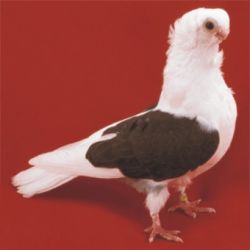 MEWKA POLSKA8